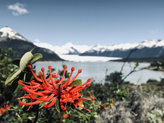 EL CALAFATE con GLACIAR PERITO MORENO