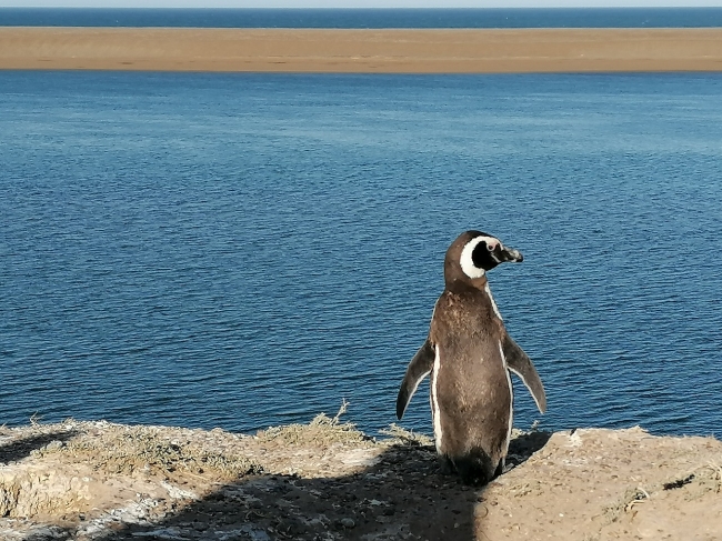 Ao Nuevo en PUERTO MADRYN