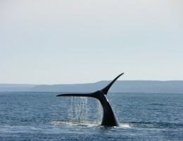 PUERTO MADRYN con Embarcacin!!!