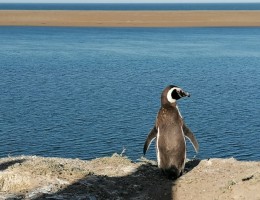 Ao Nuevo en PUERTO MADRYN